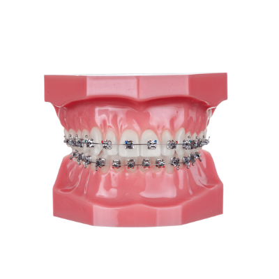 Picture of Pactive Typodont - Piece