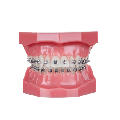 Picture of Pactive Typodont - Piece