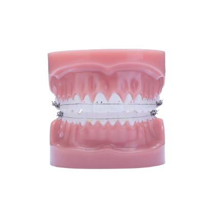 Picture of Phantom LP Typodont - Piece