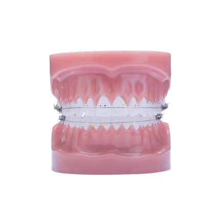 Picture of Phantom LP Typodont - Piece