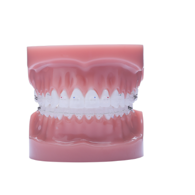 Picture of Phantom Luxe Typodont - Piece