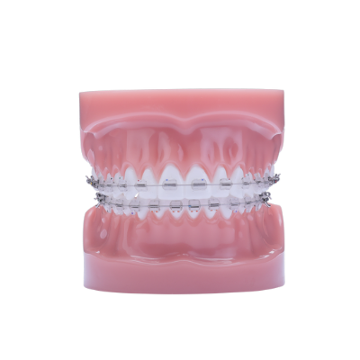 Picture of Phantom Pluse Typodont - Piece