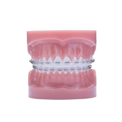 Picture of Phantom Pluse Typodont - Piece