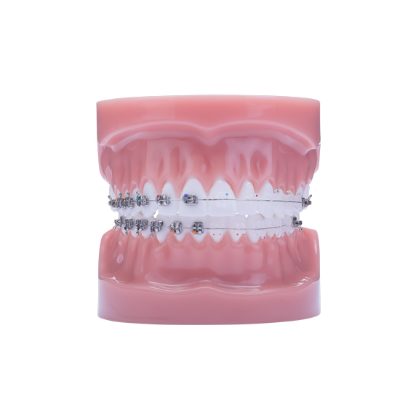 Picture of Majestic & Phantom Typodont - Piece